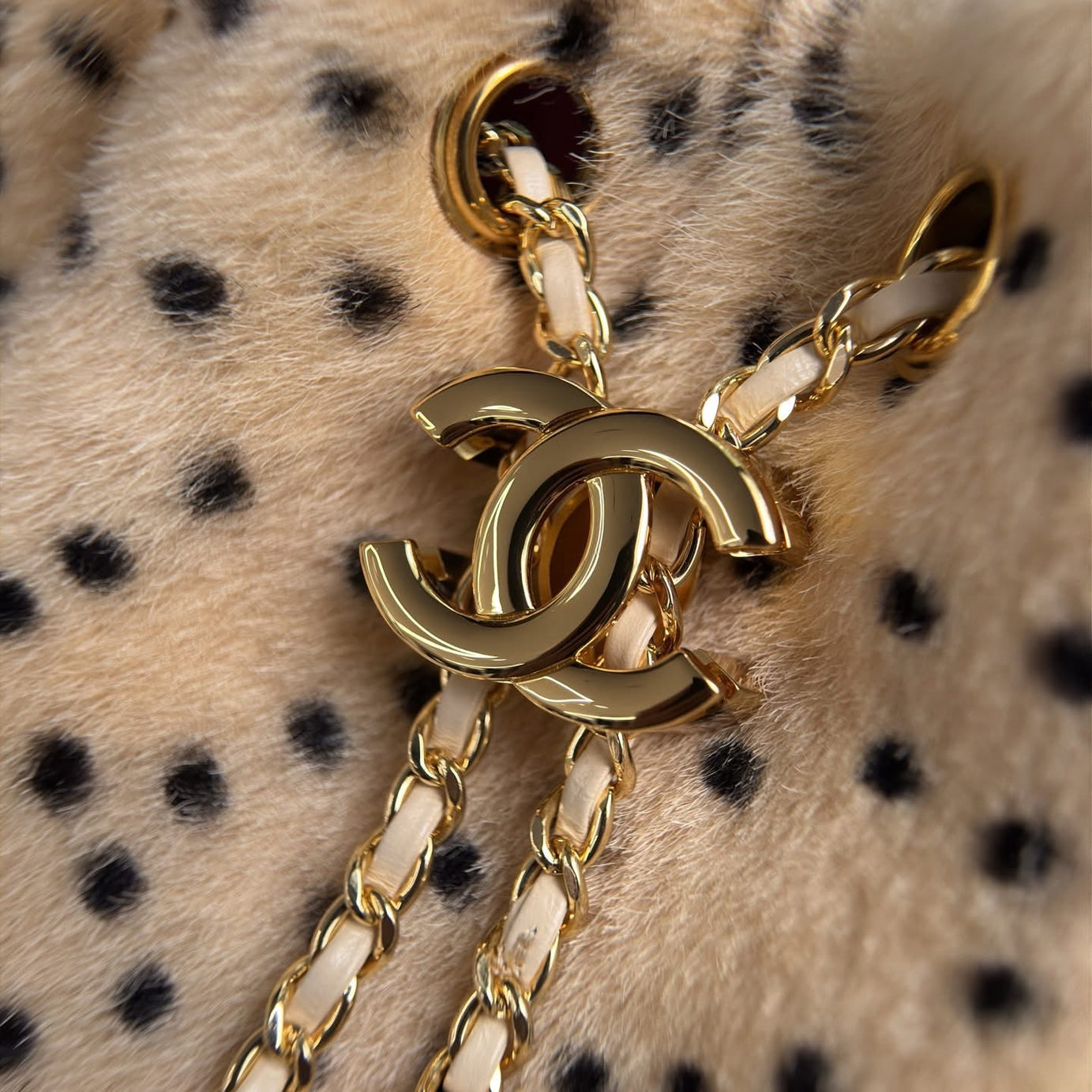 CC 25 PEQUEÑO | CHEETAH PRINT