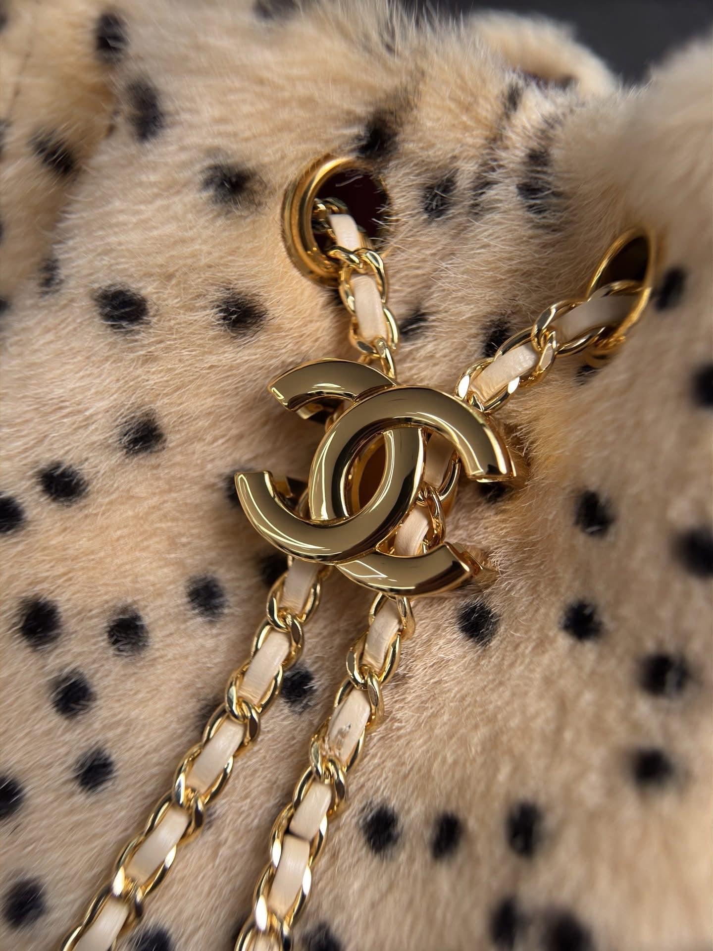 CC 25 PEQUEÑO | CHEETAH PRINT